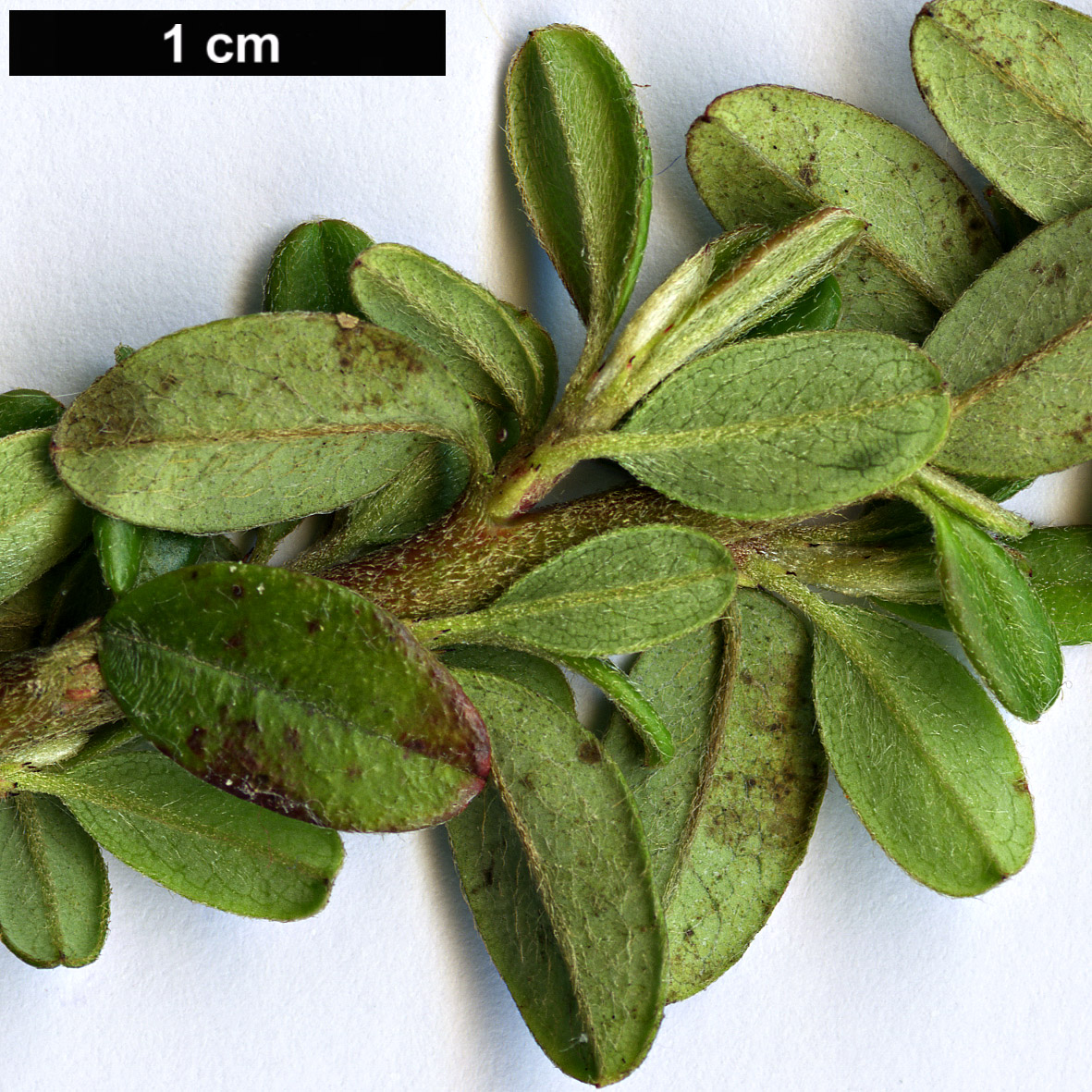 High resolution image: Family: Rosaceae - Genus: Cotoneaster - Taxon: conspicuus